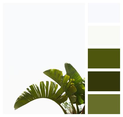Palm Tree Green Plant Image